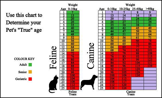 Pellissippi Veterinary Hospital - Surveillance Screening