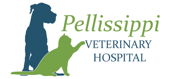 Pellissippi Veterinary Hospital