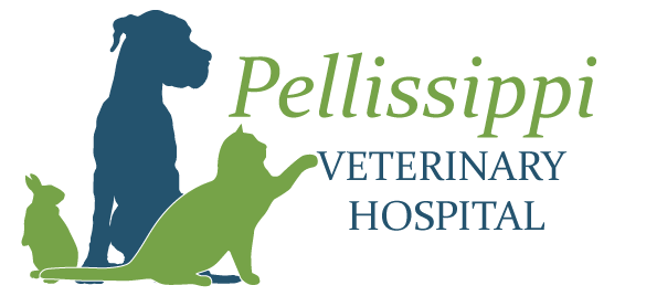 Pellissippi Veterinary Hospital - Knoxville, TN - Home